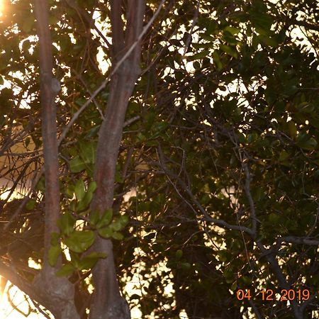 Calico Court Motel Tweed Heads Buitenkant foto