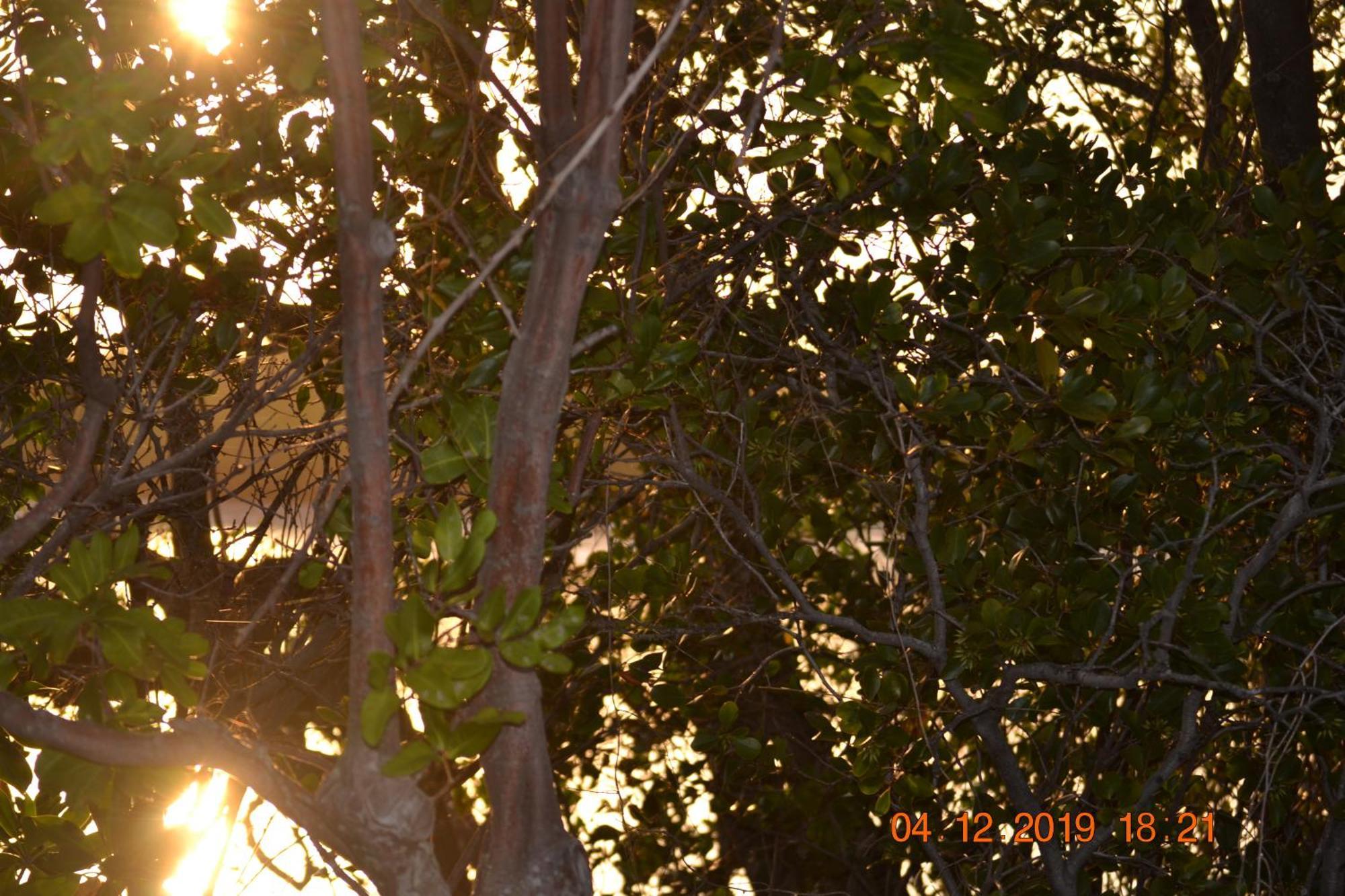 Calico Court Motel Tweed Heads Buitenkant foto